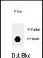 Phospho-SOX2(S83) Antibody